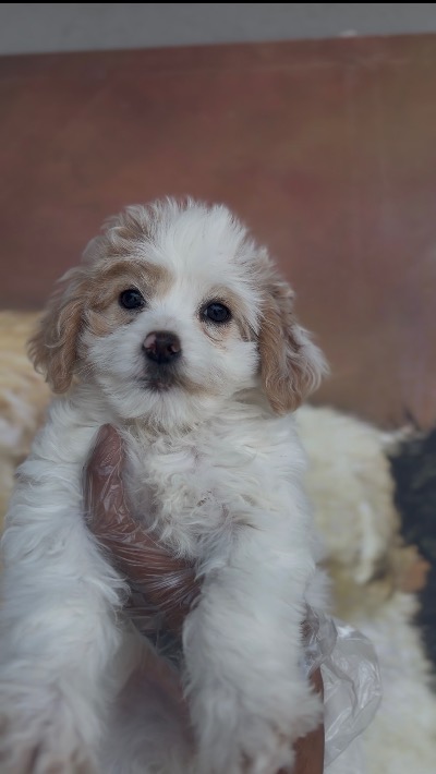 Maltipoo YAVRULARIMIZ YUVALARINI BEKLİYOR