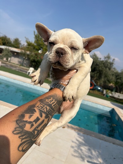 Özel Görünümlü French Bulldog Yavruları