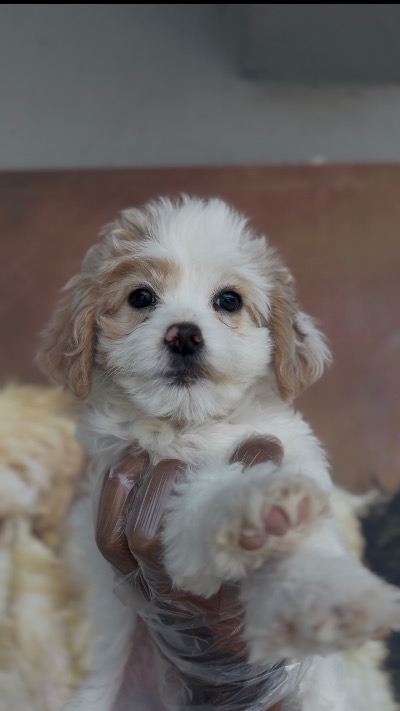 Sevimli Maltipoo Yavruları Yeni Yuvalarını Bekliyor