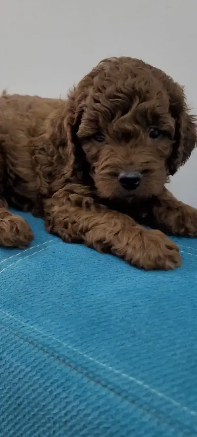 Toy poodle