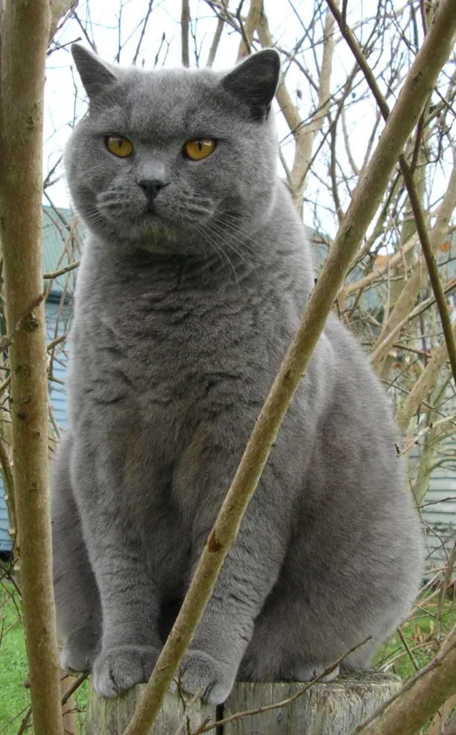 British Shorthair yavru — anne baba HCM taramalı