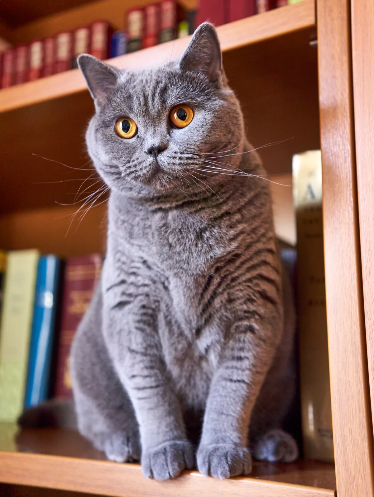 British Shorthair erkeğimize HCM taramalı eş arıyoruz