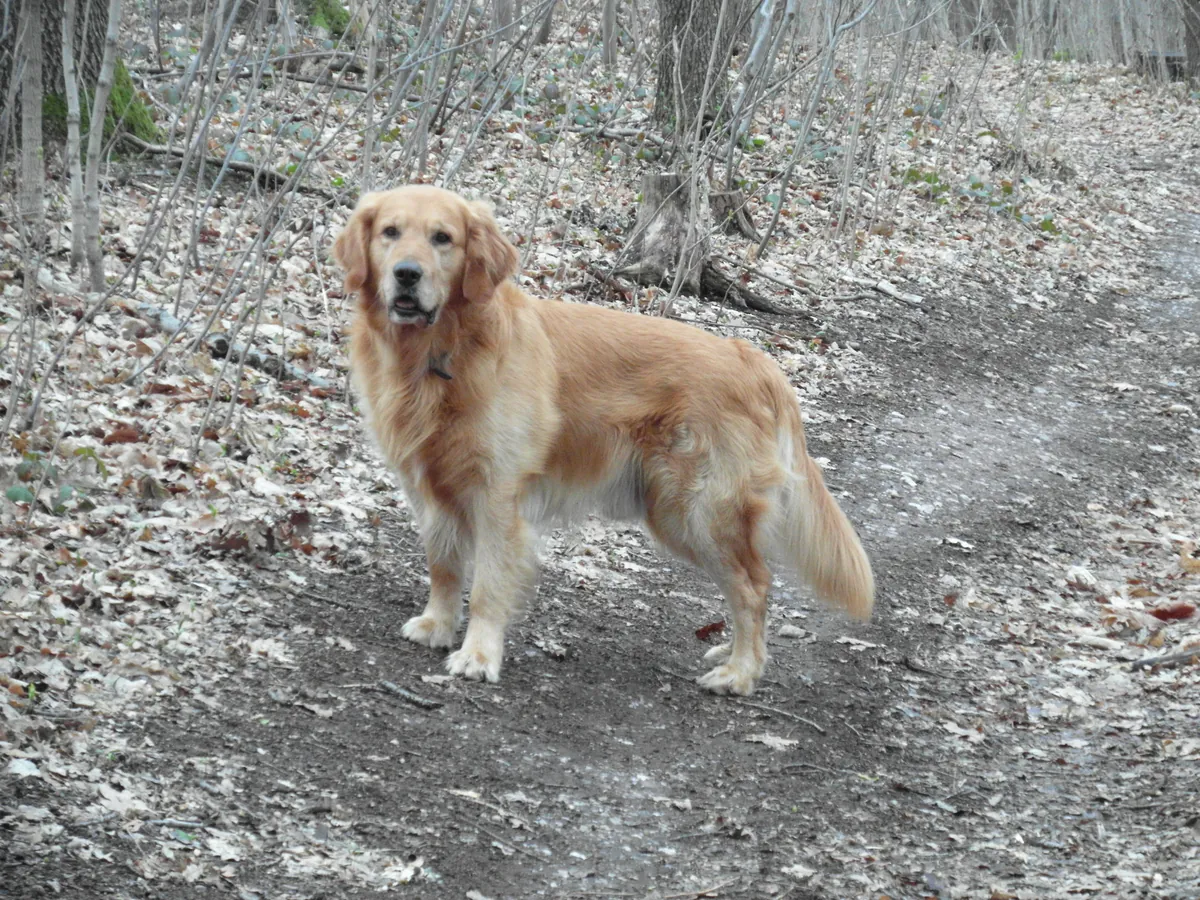 Şecereli Golden Retriever dişimize eş arıyoruz