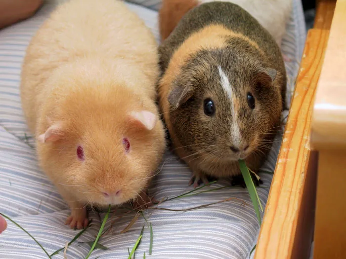 Guinea pig (kobay) çifti — aynı cinsiyet