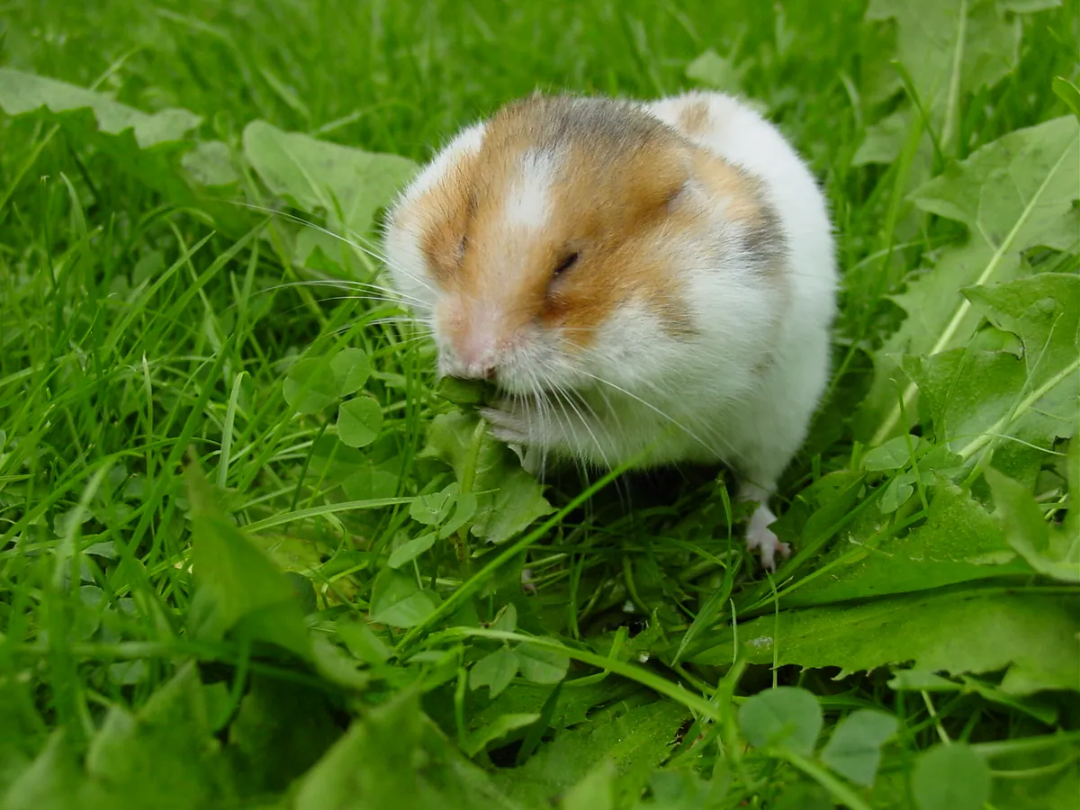 Hamster yavruları — kafes ve çark dahil