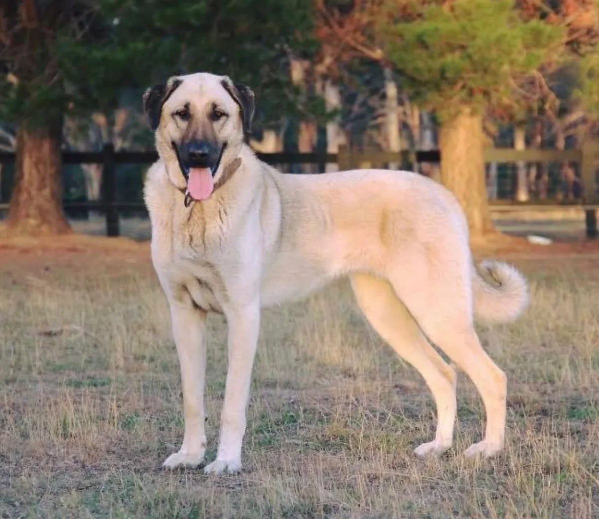 Şecereli Kangal yavruları — anne baba görülebilir