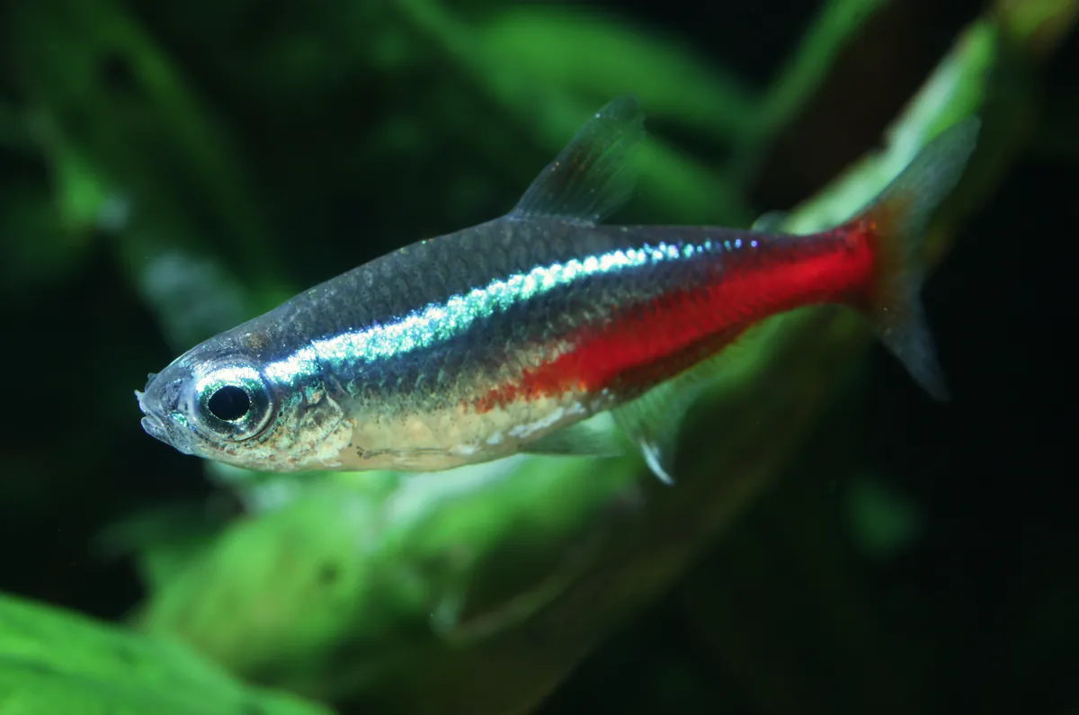 Neon tetra — on adetlik sürü hâlinde