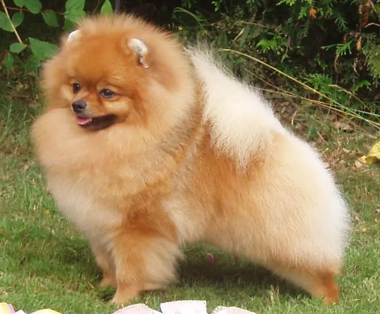 Pomeranian yavru — aşıları tam, sağlık raporlu