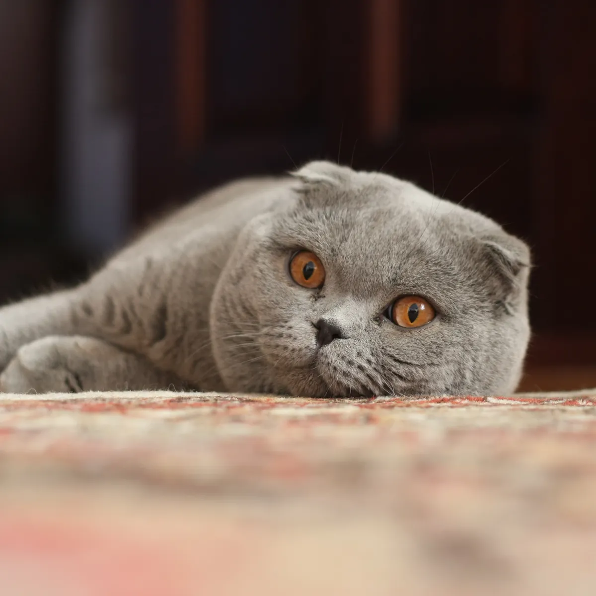 Scottish Fold yavru — eşleştirme fold × straight