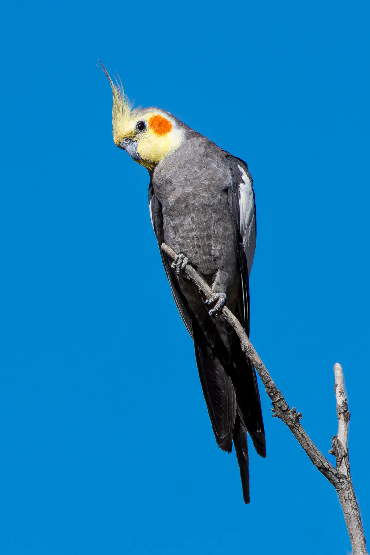 Sultan papağanı çift — elde büyütme
